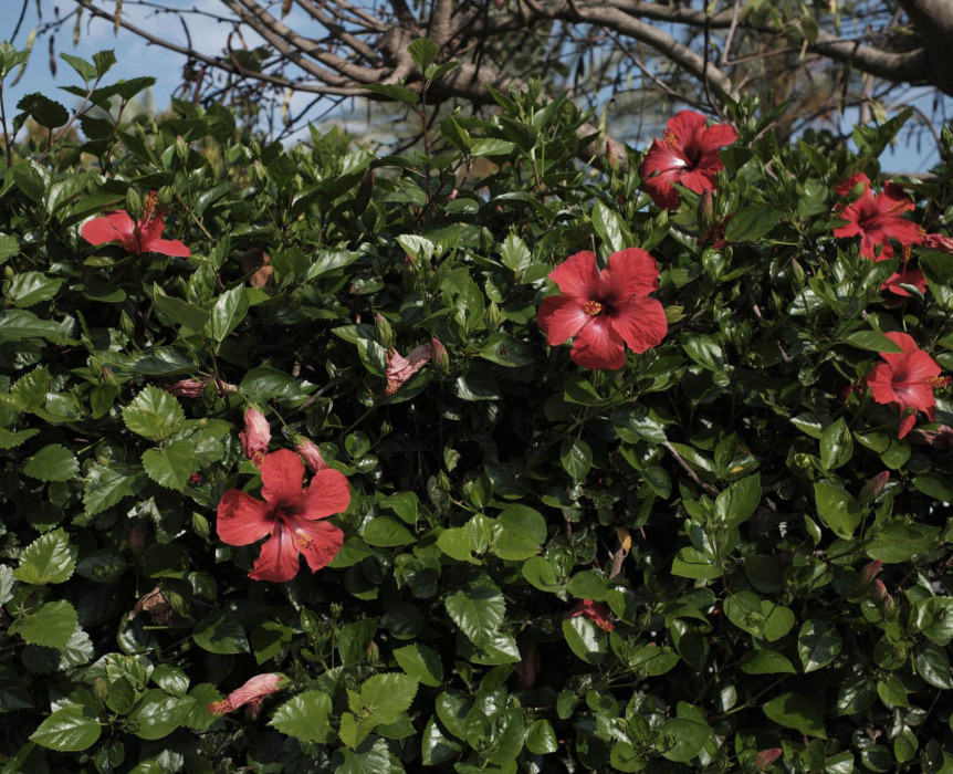 Jardines 