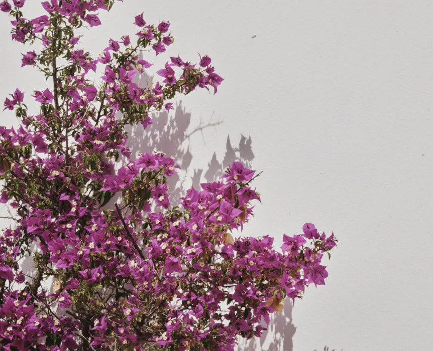 Jardines 